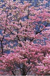 《绝地潜兵2》大更新将至 可视化补给线刷怪频率回滚